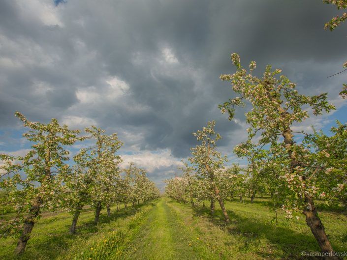 Jabłoniowy sad w maju